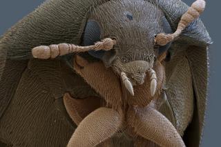 Atak afrykańskich chrząszczy w Warszawie! Są gorsze od moli, uważajcie na ubrania