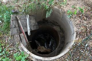 Giżycko. Łoś wpadł do studni. Konieczna była interwencja strażaków [ZDJĘCIA]