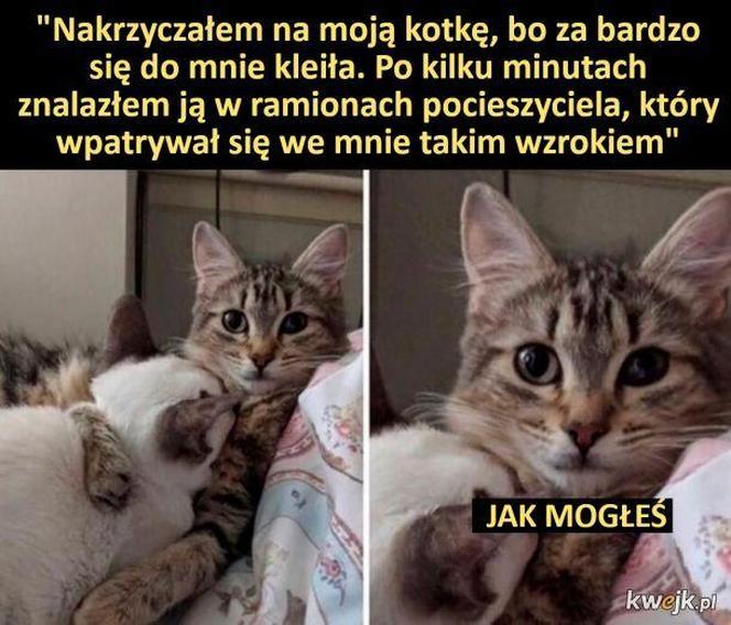 Koty opanowały internet! Memy z mruczkami bawią do łez [TOP 45]