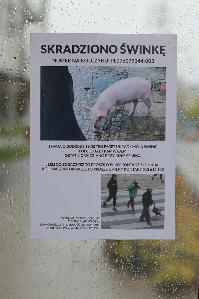 Plakat informujący o zaginięciu świni