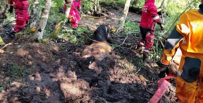 Nietypowa akcja strażaków na Pomorzu. Uratowali konie, które utknęły w bagnie