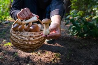 Jak odróżnić jadalne grzyby, od trujących. Te zasady musisz znać 