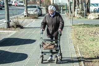 Narcyzy szansą dla chorych na Alzheimera? Lubelskie badania mogą być PRZEŁOMEM [AUDIO]