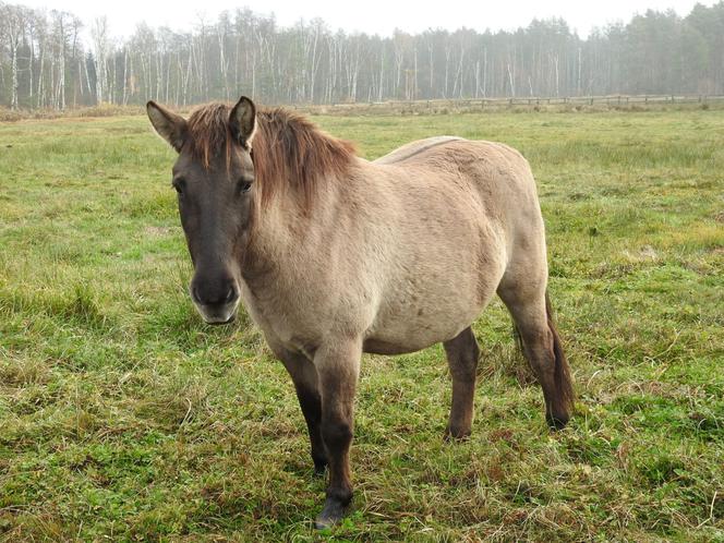 Koniki polskie w Nadleśnictwie Tuszyma zachorowały. To przez turystów?