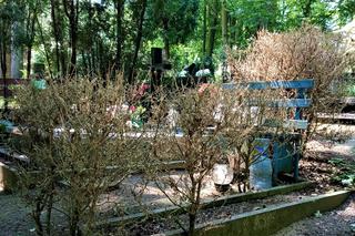 Ćma bukszpanowa zaatakowała w Szczecinie. Zagrożony jest największy cmentarz w Polsce! [ZDJĘCIA]