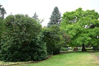 Cyfrowa inwentaryzacja drzew w Kołobrzegu