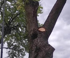 Drzewa pozbawiono liści i gałęzi! Jakie kroki podejmie Zarząd Zieleni Miejskiej?