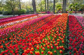 Ogród Keukenhof w Holandii