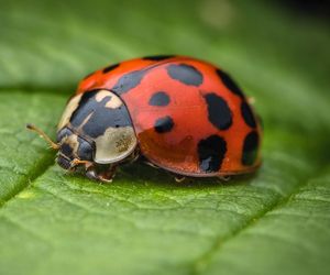 Inwazja biedronek azjatyckich! Mogą być niebezpieczne