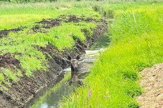 Kolos utknął w błocie. Wyciągać go musiało 10 osób!