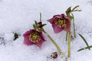 Kwiaty, które kwitną zimą w domu oraz na dworze. Zobacz zdjęcia i sprawdź, co kwitnie w styczniu, lutym i marcu