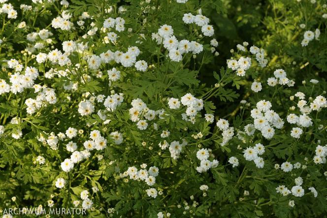Złocień maruna - Chrysanthemum parthenium (syn. Tanacetum parthenium)