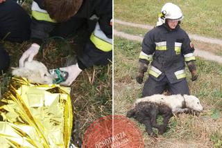 Strażacy uratowali psa uwięzionego w bagnie