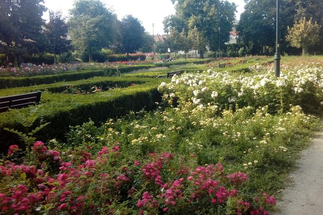 Mini ogród deszczowy i szałwiowe pole powstaną w Elblągu