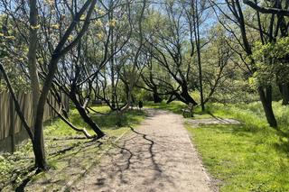 Kraków ma najdłuższy park w Polsce. Poznajcie Młynówkę Królewską! 