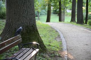 Zieleń, kwiatowe rabaty i piękne ptaki. Oto spacer po Ogrodzie Saskim w Lublinie 