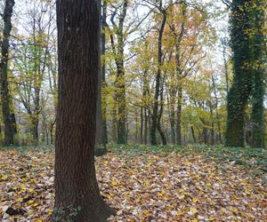 Park Sołacki w Poznaniu jesienią