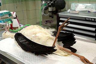 Poskładali skrzydło Kaziowi 