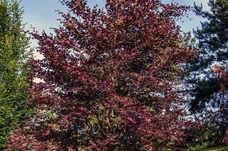 Buk pospolity 'Rohan Weeping'