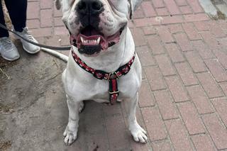 I Spacer Śladami Kliforda w Grudziądzu