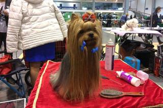 Wystawa Psów Rasowych w Poznaniu 2016