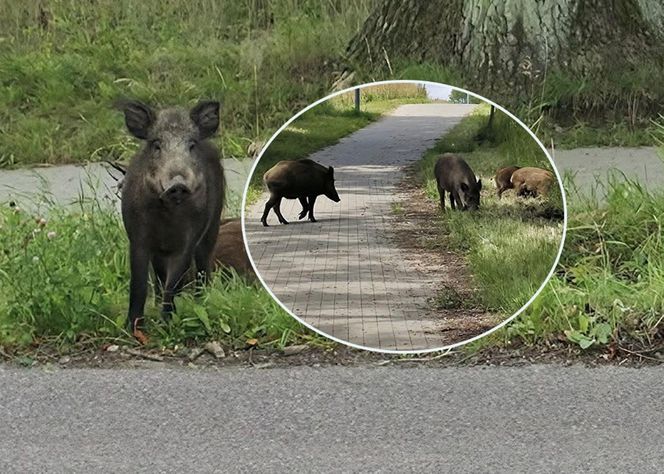Dziki na trasie pod Olsztynem