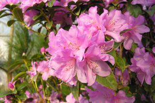 Różanecznik dahurski 'P.J.M.Elite'