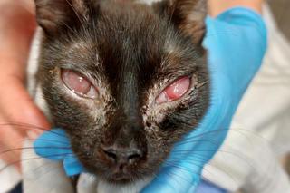 Koci wirus zaatakował oczy kotki Michell