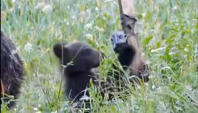 Bieszczadzkie misie lubią technologie