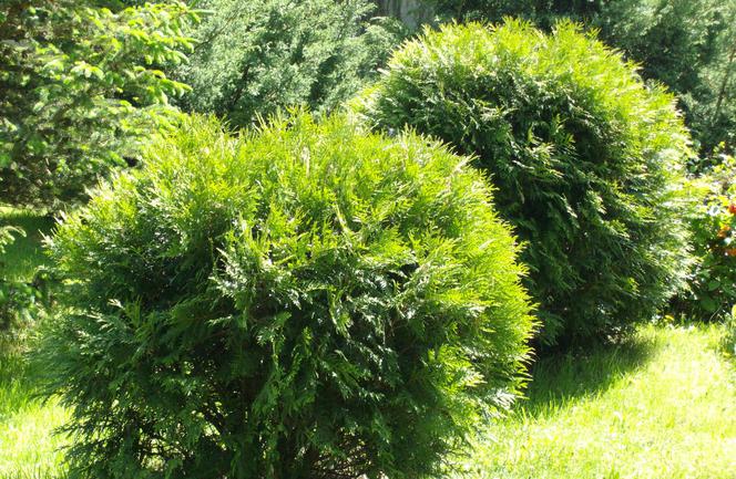 Żywotnik zachodni 'Hoseri' - Thuja occidentalis 'Hoseri'