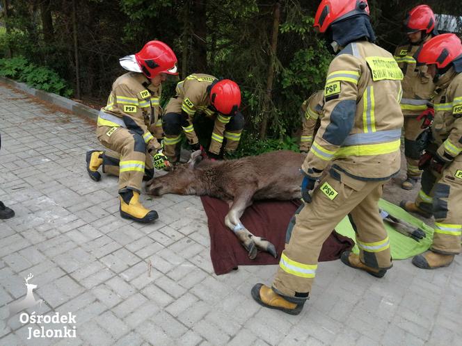 Łoś na ulicach Elbląga