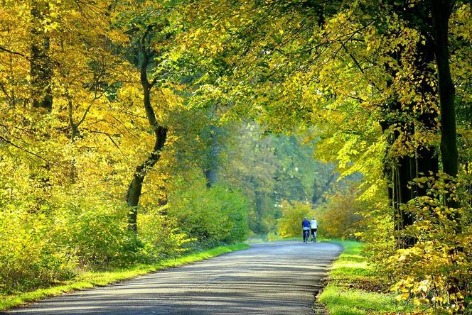 Szlaki rowerowe w Puszczy Zielonka - DPR (Duży Pierścień Rowerowy)