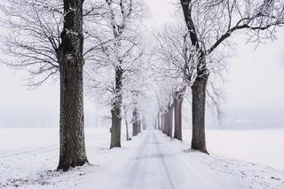 Pogoda na Boże Narodzenie w Lublinie. Czy będą „białe święta”? [AUDIO, PROGNOZA POGODY]
