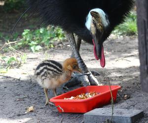  To jeden z najgroźniejszych ptaków na świecie. Pisklę wykluło się w warszawskim zoo