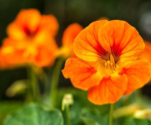 Nasturcja - właściwości lecznicze kwiatu nasturcji. Jak jeść nasturcję?