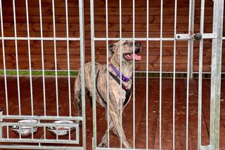 Pies w straży miejskiej