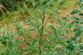 Komosa biała (lebioda)