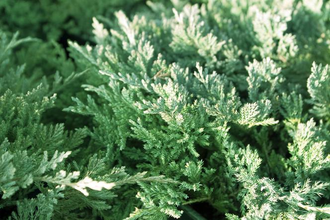 Jałowiec płożący 'Blue Chip' - Juniperus horizontalis 'Blue Chip' 