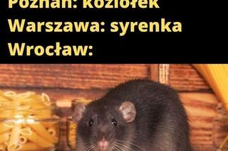 Szczury przejęły władzę nad Wrocławiem. Zobacz Najlepsze MEMY!