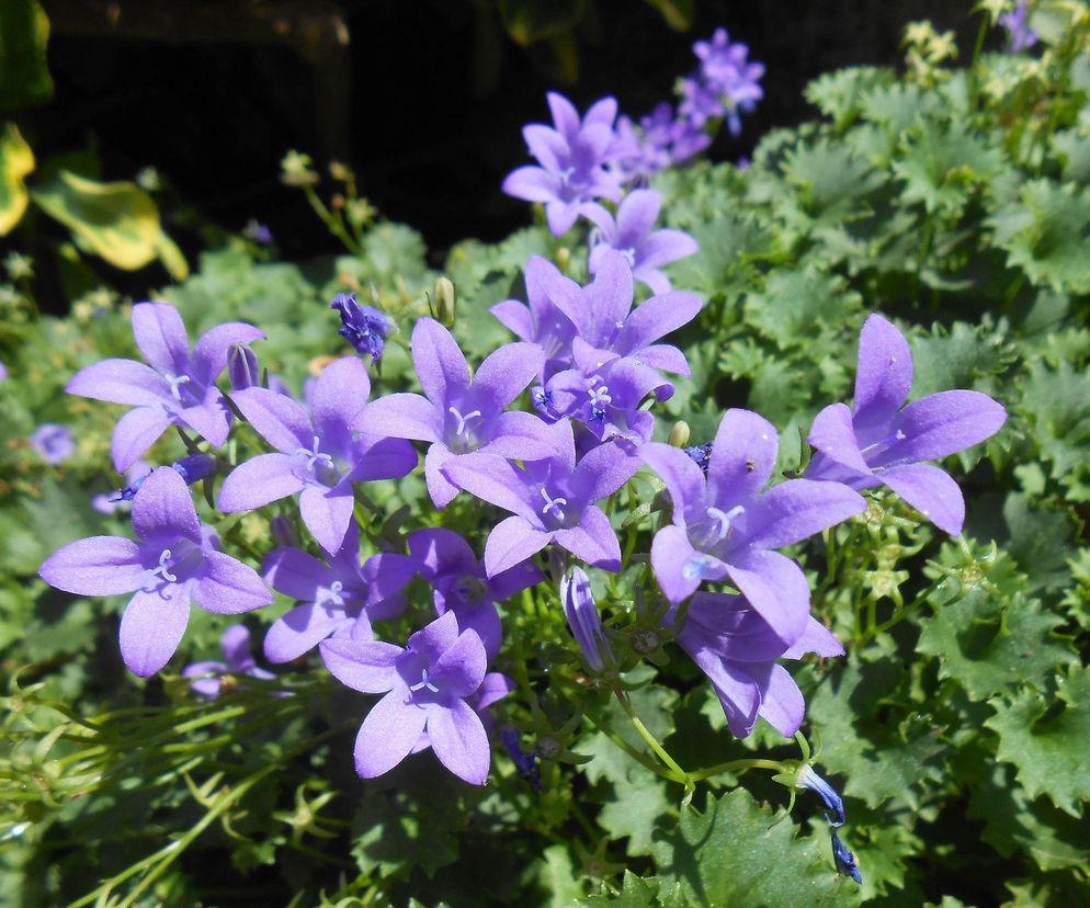 Campanula, czyli dzwonek - najpiękniejsze gatunki dzwonków