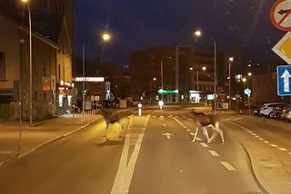 Łosie w centrum Białegostoku. Przechodziły przez ulicę [FOTO]