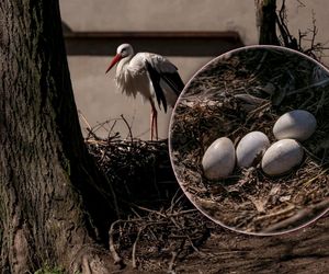 Bociany mieszkające na ziemi? Niemożliwe! A jednak w tym miejscu to norma. Sensacja na Podkarpaciu