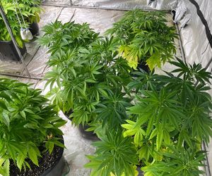 Gigantyczna plantacja konopi zlikwidowana. Policja zabezpieczyła marihuanę, kokainę, broń i amunicję