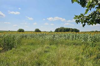 Sezon na Selfi w słonecznikach właśnie się zaczął 