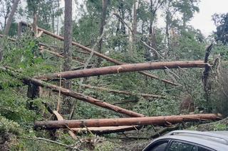 Zakaz wstępu do lasów pod Olsztynem. Zagrożenie na terenie trzech leśnictw. Do kiedy obowiązuje?