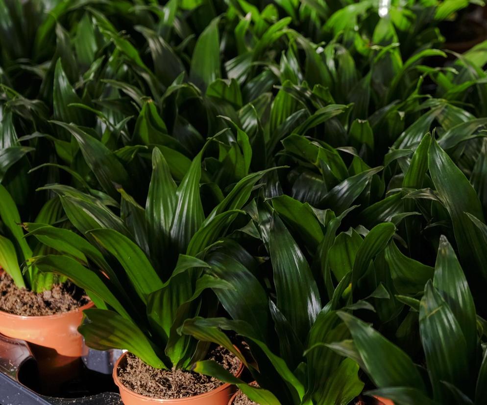 Dracena deremeńska