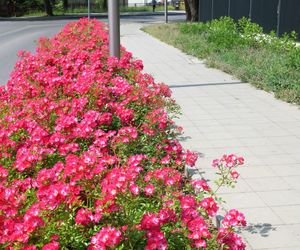 Starachowice. To najbardziej ukwiecone miasto świętokrzyskiego