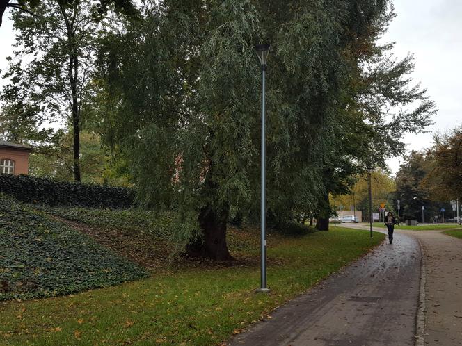 Są pieniądze na pielęgnację drzew w miejscu dawnych fortyfikacji i promenad w Lesznie