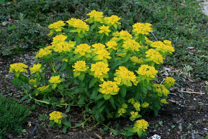 Wilczomlecz pstry = wilczomlecz złocisty = ostromlecz pstry - Euphorbia polychroma = Euphorbia epithymoides