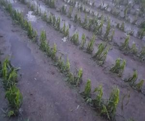 Zniszczone plantacje warzyw i owoców na Dolnym Śląsku. To był prawdziwy armagedon 
